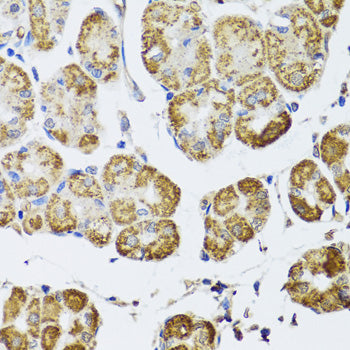 HDAC6 Rabbit pAb