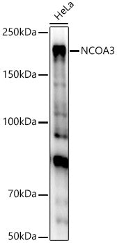 NCOA3 Rabbit pAb