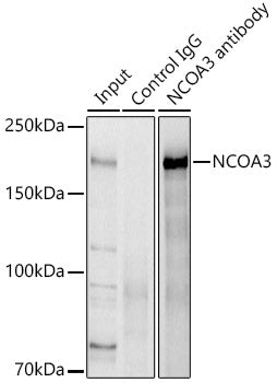 NCOA3 Rabbit pAb