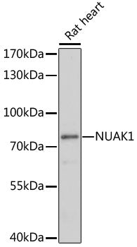 NUAK1 Rabbit pAb