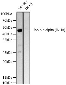 Inhibin alpha (INHA) Rabbit pAb