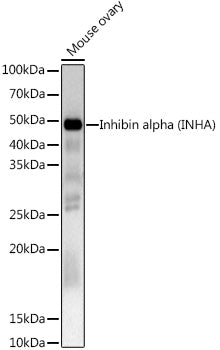 Inhibin alpha (INHA) Rabbit pAb