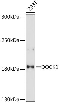 DOCK1 Rabbit pAb