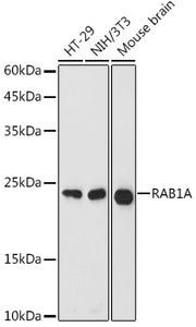 RAB1A Rabbit pAb