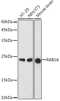 RAB1A Rabbit pAb
