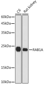 RAB1A Rabbit pAb