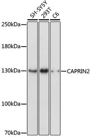 CAPRIN2 Rabbit pAb