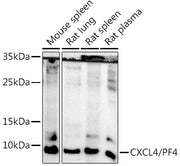 CXCL4/PF4 Rabbit pAb