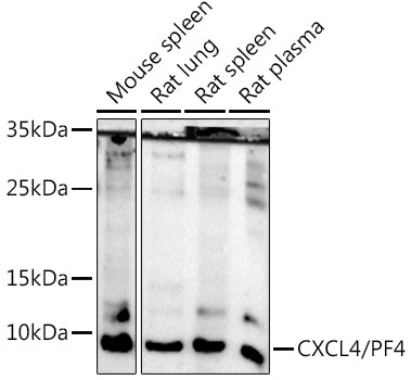 CXCL4/PF4 Rabbit pAb