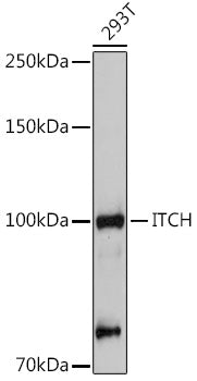 ITCH Rabbit pAb