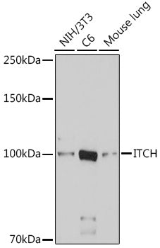 ITCH Rabbit pAb