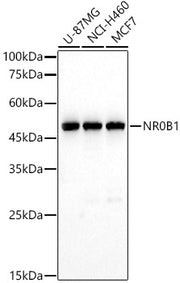 NR0B1 Rabbit pAb