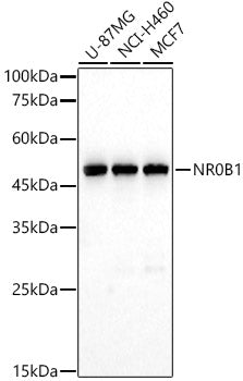 NR0B1 Rabbit pAb