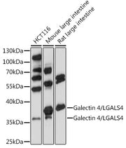 Galectin 4/LGALS4 Rabbit pAb