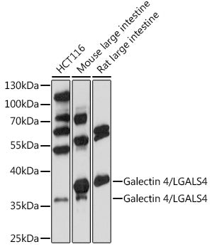 Galectin 4/LGALS4 Rabbit pAb