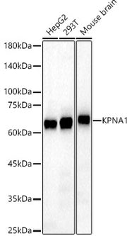 KPNA1 Rabbit pAb