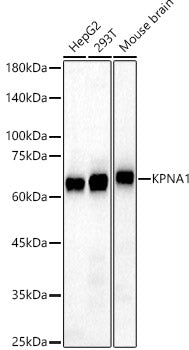 KPNA1 Rabbit pAb