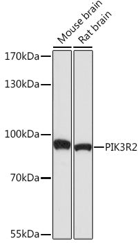 PI3 Kinase p85 beta Rabbit pAb