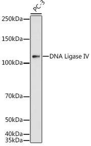 DNA Ligase IV Rabbit pAb