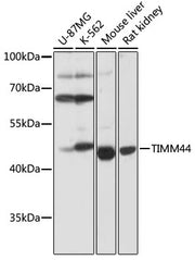 TIMM44 Rabbit pAb