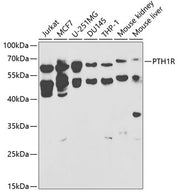 PTH1R Rabbit pAb