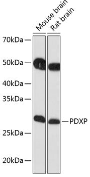 PDXP Rabbit pAb