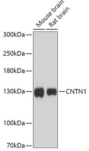 CNTN1 Rabbit pAb