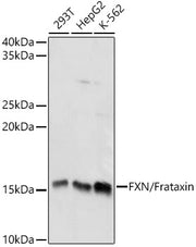 FXN / Frataxin Rabbit pAb