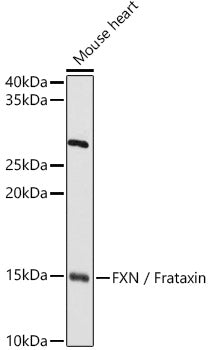 FXN / Frataxin Rabbit pAb