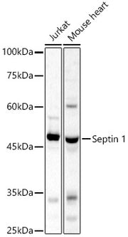 Septin 1 Rabbit pAb