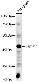 Septin 1 Rabbit pAb