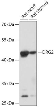 DRG2 Rabbit pAb