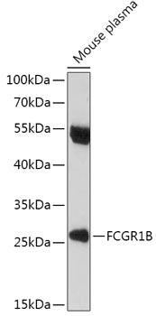 FCGR1B Rabbit pAb