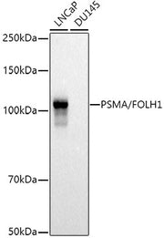 PSMA/FOLH1 Rabbit pAb
