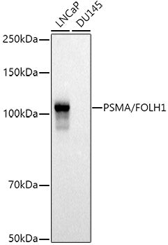 PSMA/FOLH1 Rabbit pAb