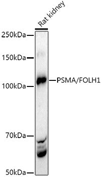 PSMA/FOLH1 Rabbit pAb