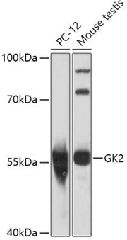 GK2 Rabbit pAb