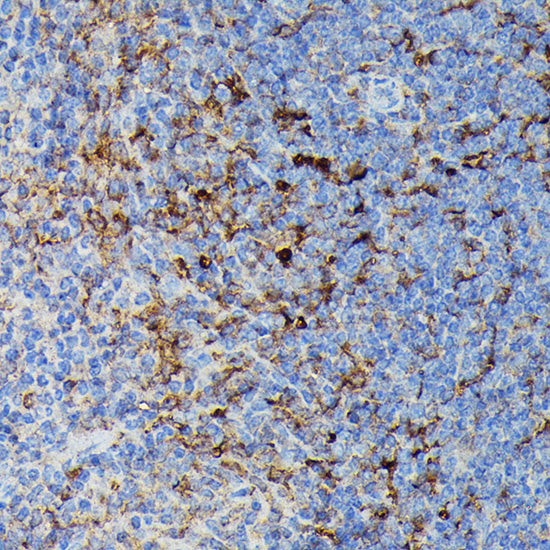 HLA-DPB1 Rabbit pAb