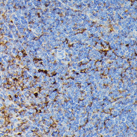 HLA-DPB1 Rabbit pAb