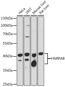 HNRPAB Rabbit pAb