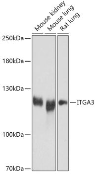 ITGA3 Rabbit pAb