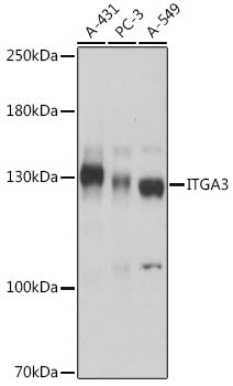 ITGA3 Rabbit pAb