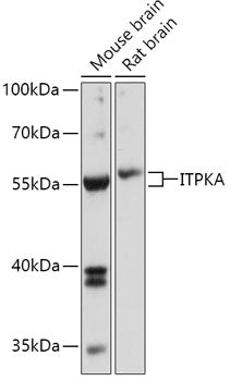 ITPKA Rabbit pAb