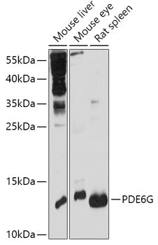 PDE6G Rabbit pAb