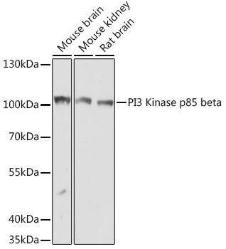 PI3 Kinase p85 beta Rabbit pAb
