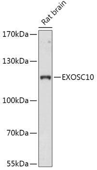 EXOSC10 Rabbit pAb
