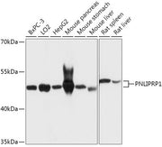 PNLIPRP1 Rabbit pAb