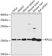 RPL31 Rabbit pAb