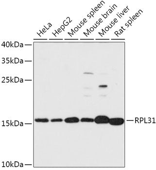 RPL31 Rabbit pAb