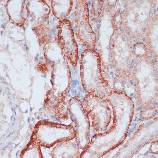 RPL31 Rabbit pAb
